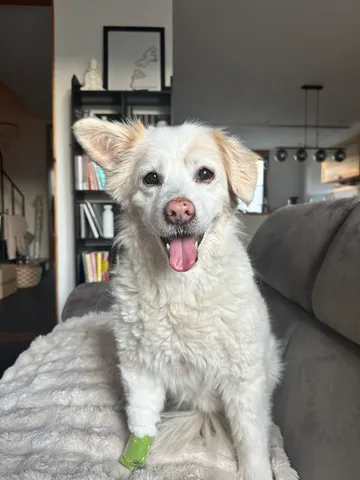Shai, Sarahs Seniorhund, sitzt auf dem Sofa